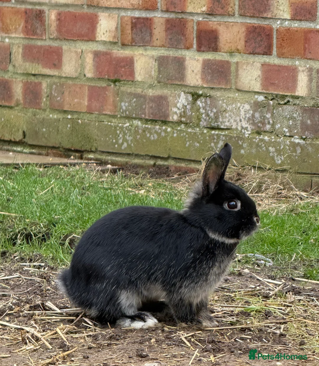 Netherland Dwarf rabbits for sale: Netherlands dwarf X - Advert 2