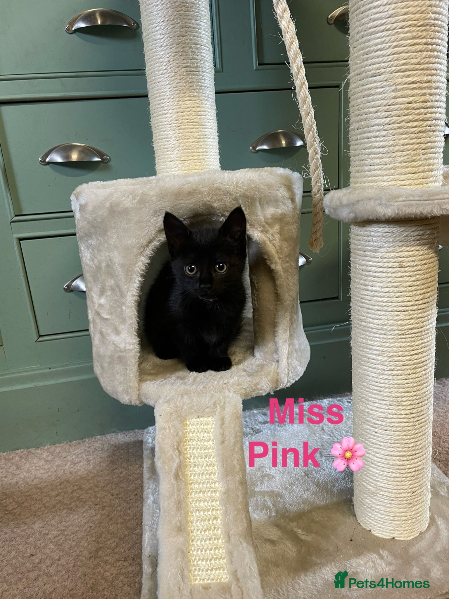 Domestic Shorthair cats ⭐️READY NOW!⭐️1 female kitten left!! 🌸Miss Pink🌸 - Advert 5