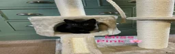 Domestic Shorthair cats for sale: ⭐️Black DSH Kittens⭐️🐾Join the waiting list!!🐾⭐️ - Advert 2