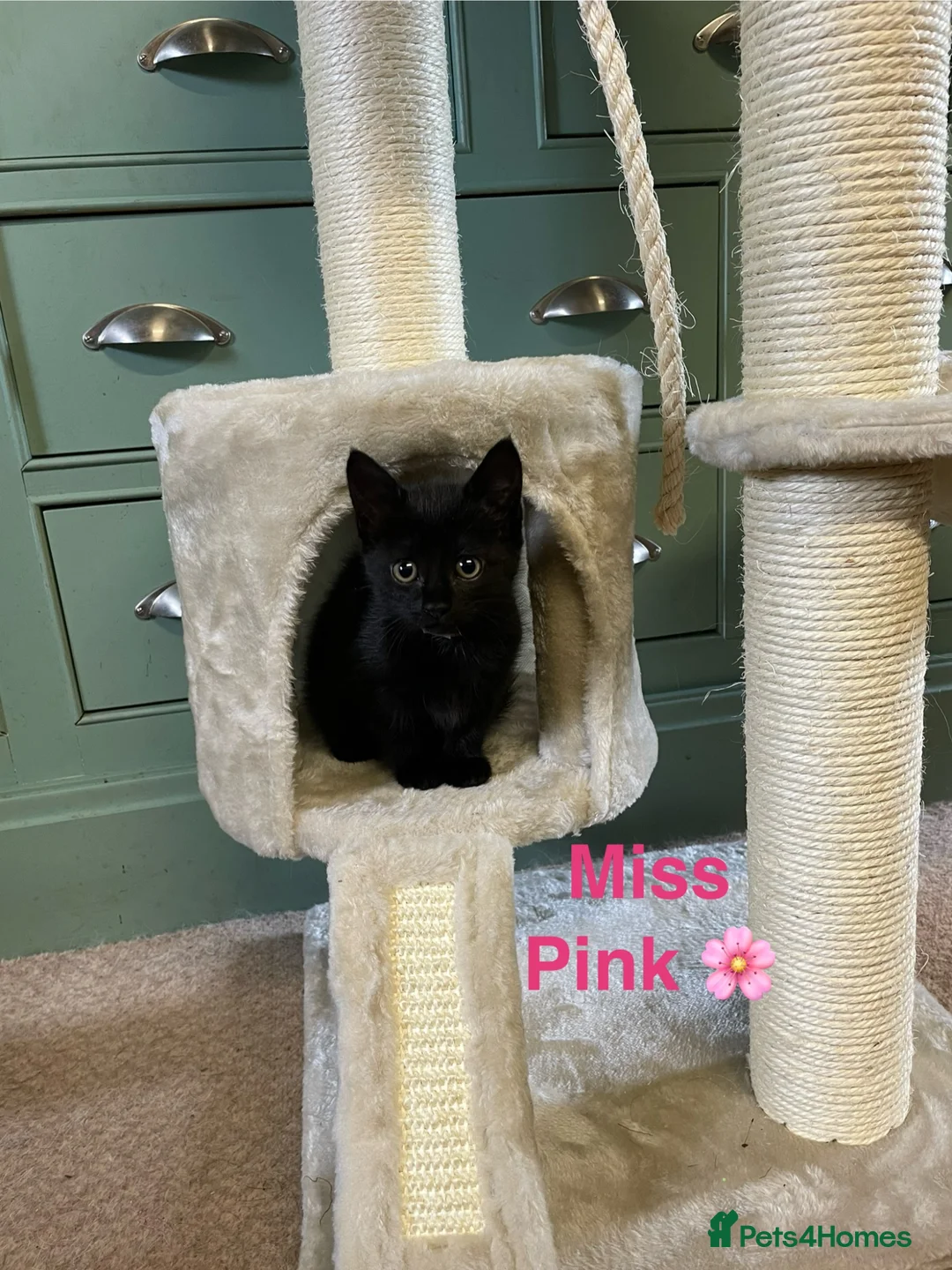 Domestic Shorthair cats for sale: ⭐️Black DSH Kittens⭐️🐾Join the waiting list!!🐾⭐️ - Advert 2