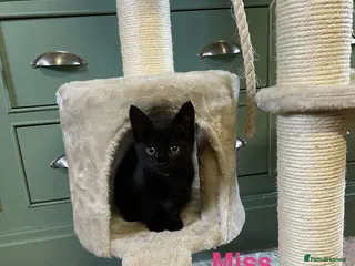 Domestic Shorthair cats ⭐️READY NOW!⭐️1 female kitten left!! 🌸Miss Pink🌸 - Advert 5