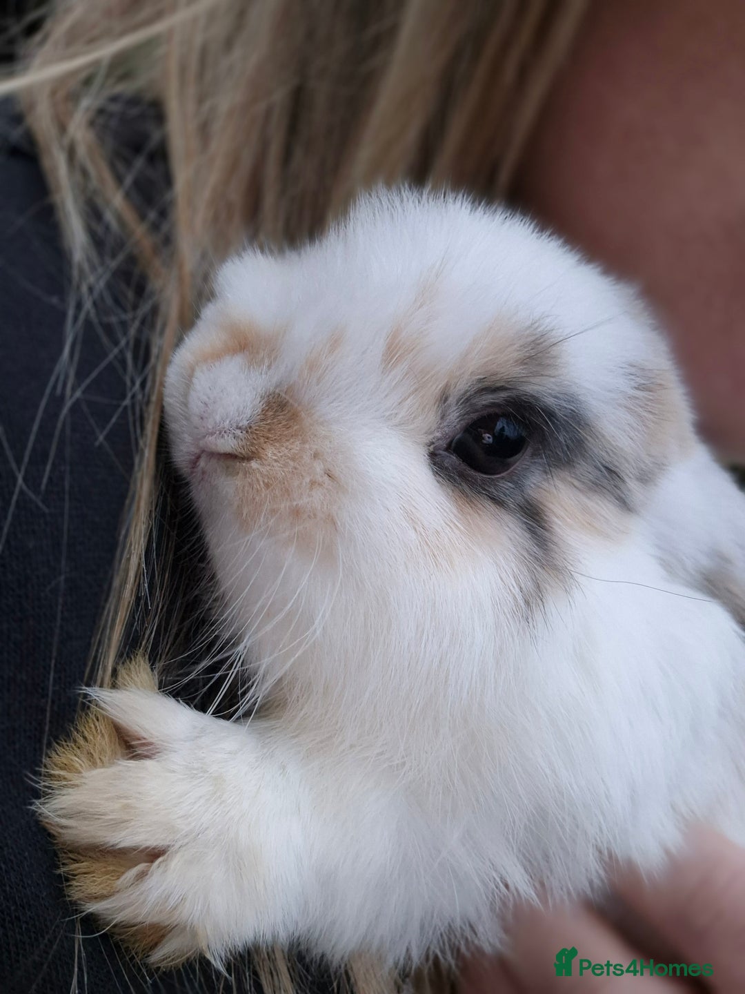 Mini Lop rabbits for sale: Mini Lops LAST DOE LEFT - Advert 6