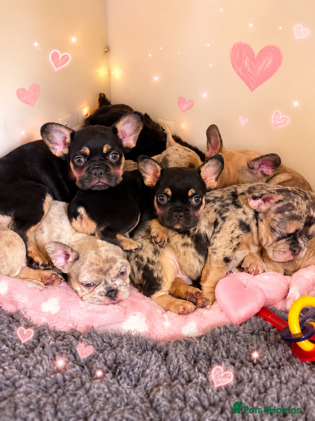 French Bulldog dogs French bulldog fluffy carriers  - Advert 1