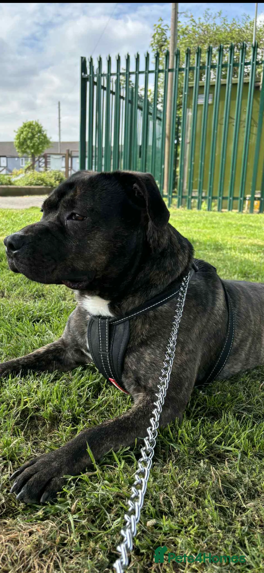 Mixed Breed dogs for sale: Staffordshire bull terrier mix  - Advert 2