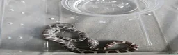 Corn Snake reptiles for sale: Corn snake babies for sale  in Milton Keynes - Advert 6