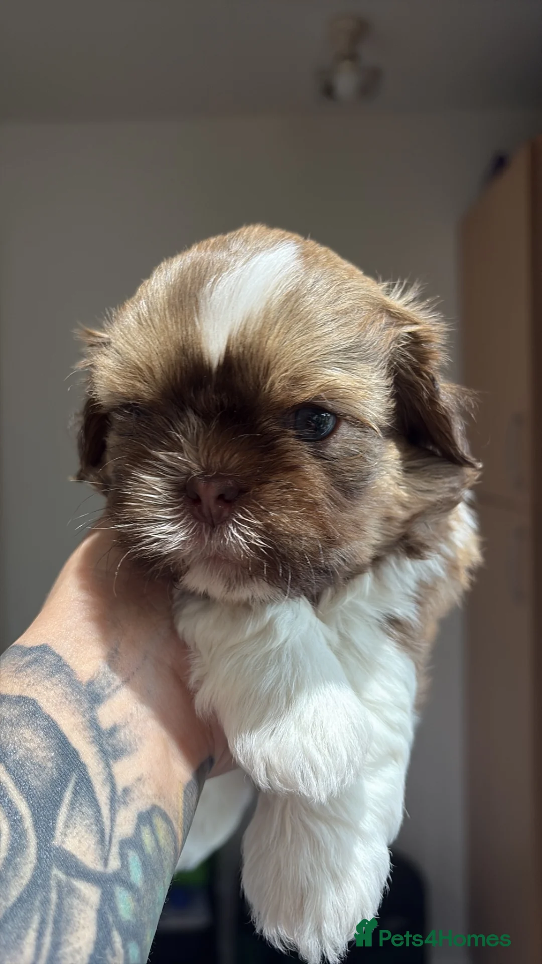 Shih Tzu dogs for sale: Beautiful Shih Tzu Puppies Available 🐶   in Stockport - Advert 2
