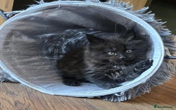 Maine Coon cats for sale: GCCF Maine Coon kittens  - Advert 25