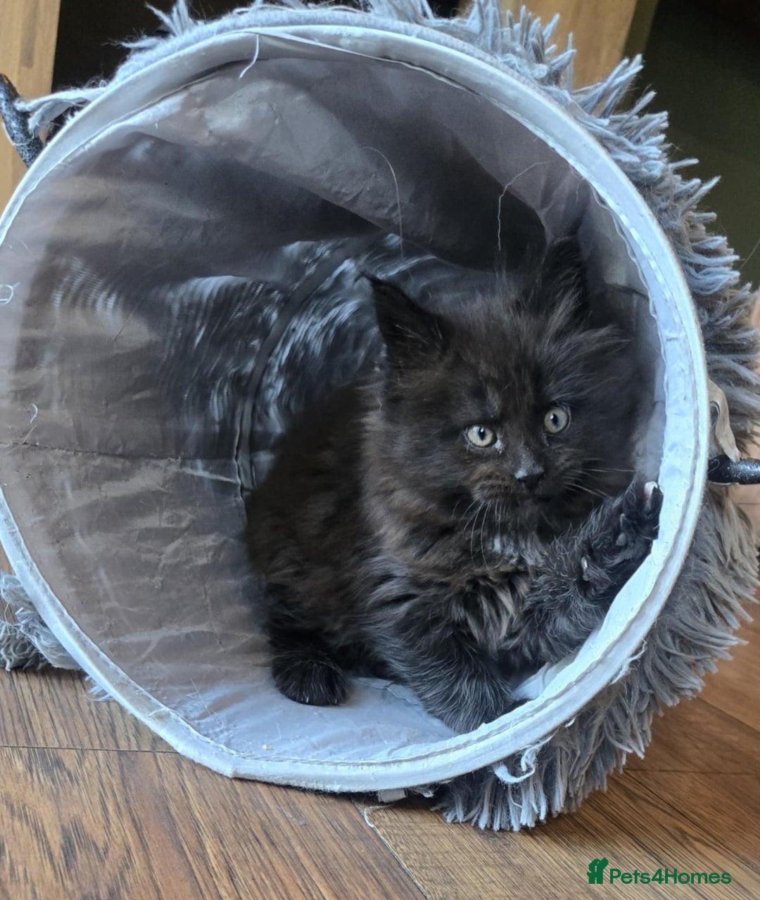 Maine Coon cats for sale: GCCF Maine Coon kittens  - Advert 25