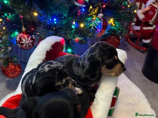 Miniature Dachshund dogs KC Registered Miniature dachshund - Advert 4