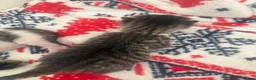 Mixed Breed cats for sale: Litter of 5 kittens  - Advert 9