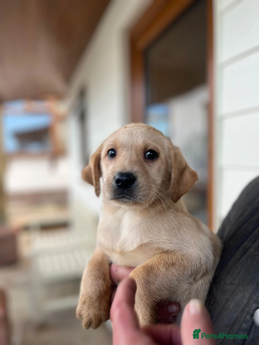 Labrador Retriever dogs for sale: Only two females available 🩷 Labrador Puppies  - Advert 2