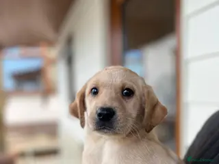 Labrador Retriever dogs ⭐️⭐️⭐️⭐️⭐️ Labrador Puppies - Advert 12