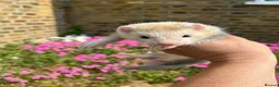 Ferret rodents for sale: Ferret kits  - Advert 3