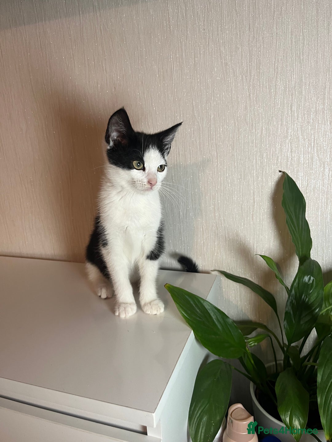 Ocicat cats for sale: Kitten for sale - Image 4