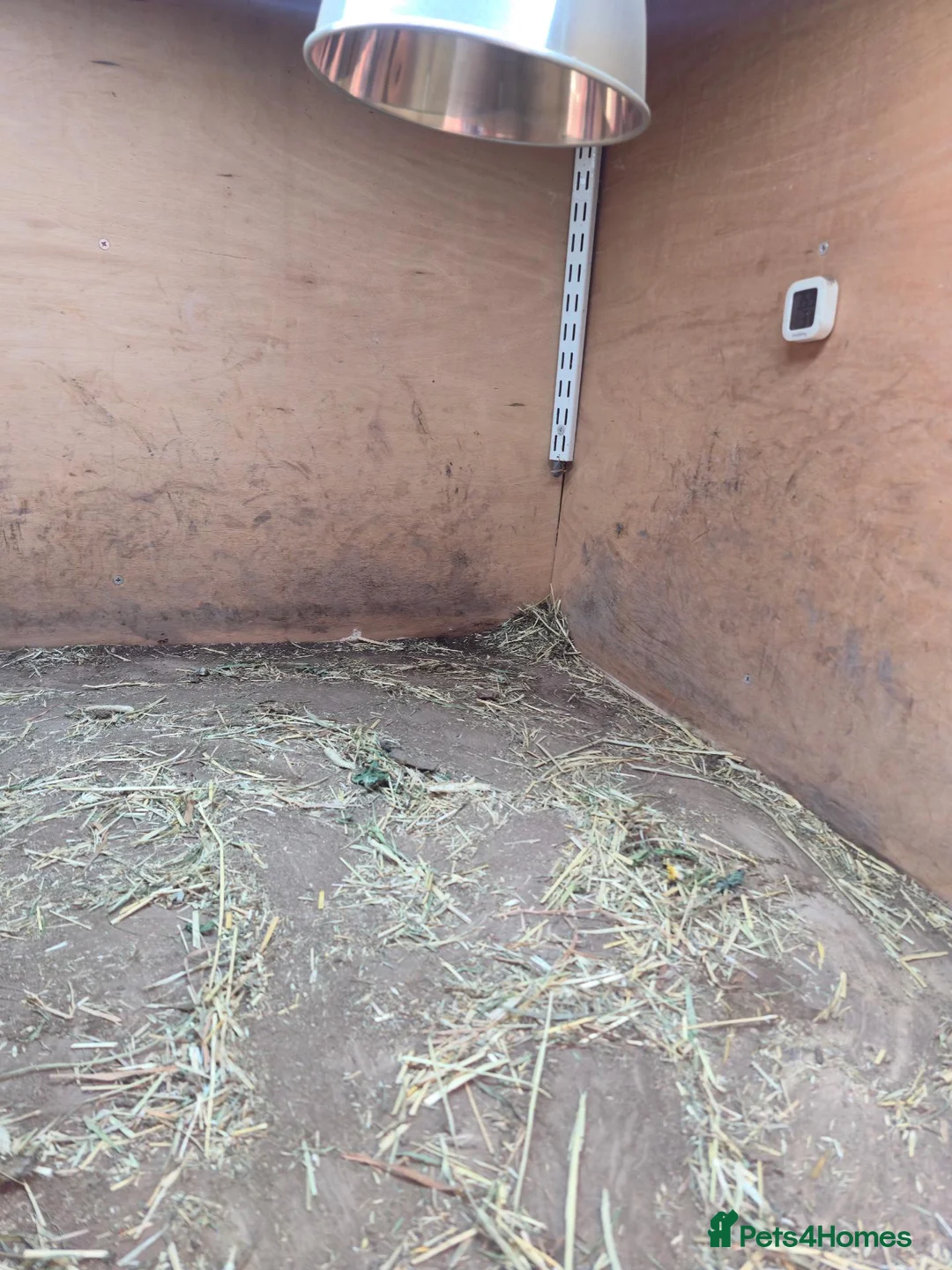 Tortoise reptiles for sale: Adult Sulcata tortoise for sale in Canterbury - Advert 10