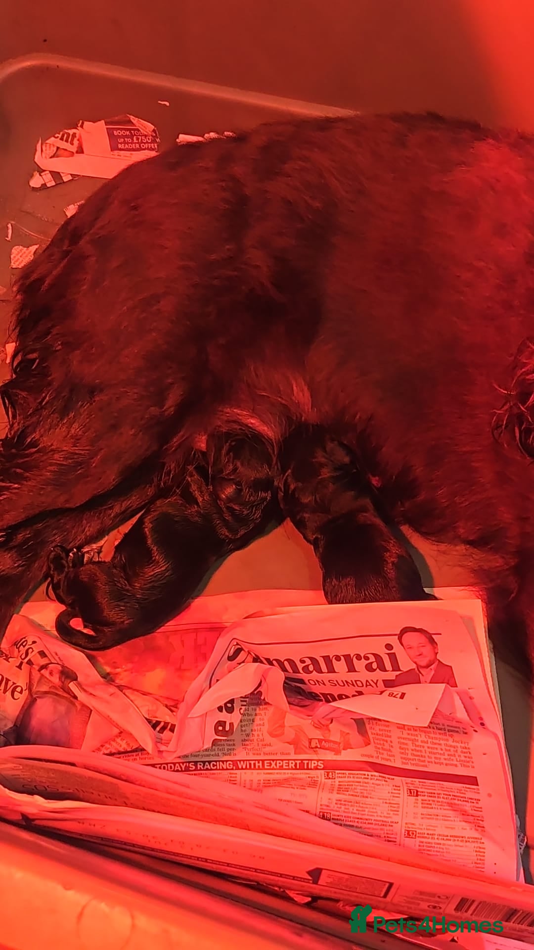 Cocker Spaniel dogs Kc Registered Working Cocker Spaniel Puppies - Advert 10