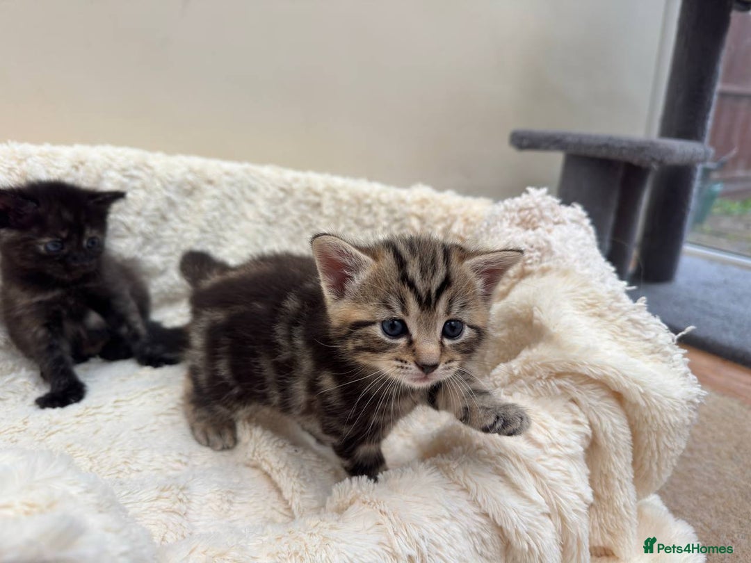 Mixed Breed cats for sale: Adorable Kittens Ready for Loving Homes - Image 9
