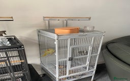 Parakeets birds for sale: HAND TAMED VERY RARE LUTINO ALEXANDRINE FOR SALE!! - Image 3