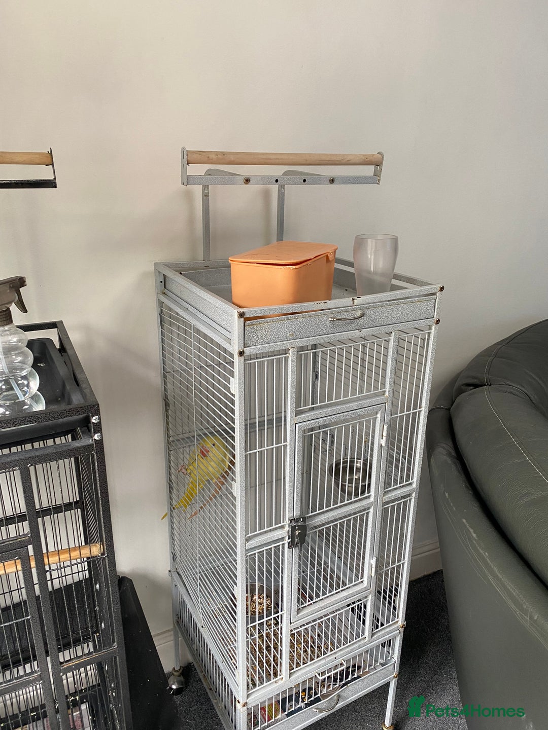 Parakeets birds for sale: HAND TAMED VERY RARE LUTINO ALEXANDRINE FOR SALE!! - Image 3