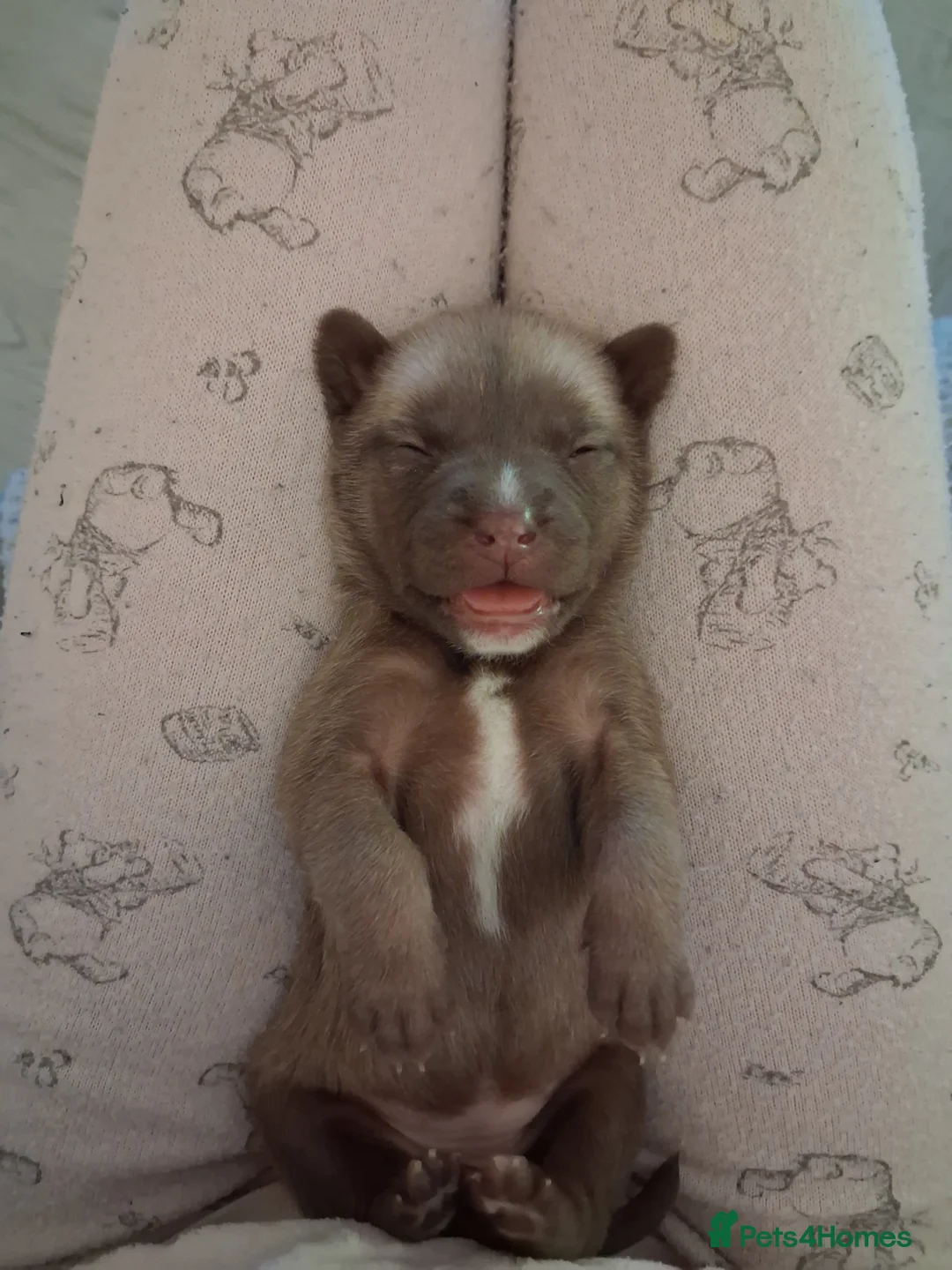 Mixed Breed dogs for sale: Agouti Husky Cross puppies  - Advert 5