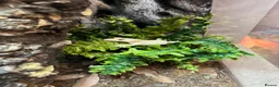 Gecko reptiles for sale: Crested Gecko with huge enclosure £120 in Wickford - Advert 5