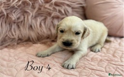 Golden Retriever dogs for sale: Beautiful GR Puppies – No Expense Spared! - Image 9