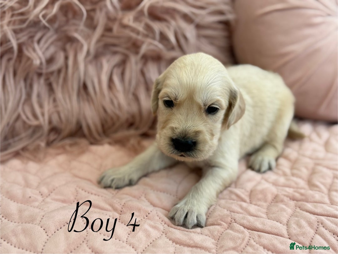 Golden Retriever dogs for sale: Beautiful GR Puppies – No Expense Spared! - Image 9