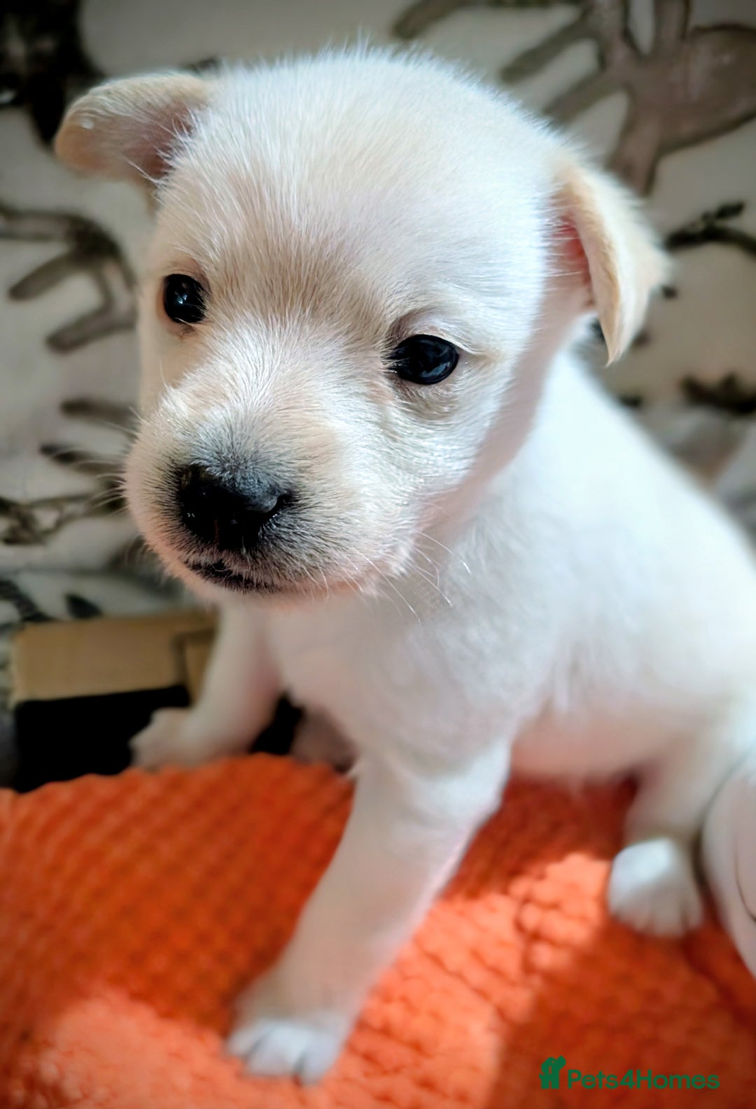 Pomapoo dogs for sale: Pomanauzepoo - Advert 17