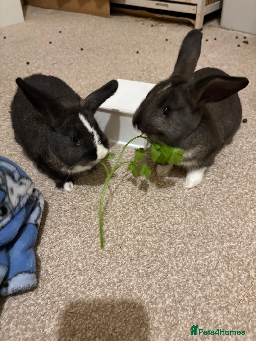 Mixed Breed rabbits for sale: 2X 8 week old bunny’s looking for homes  - Advert 2