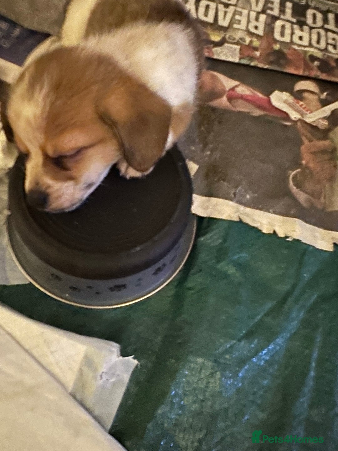 Mixed Breed dogs for sale: Dameranian Fluffballs  - Advert 11