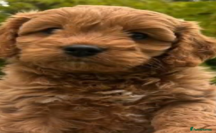 Cavapoo dogs - Advert 5