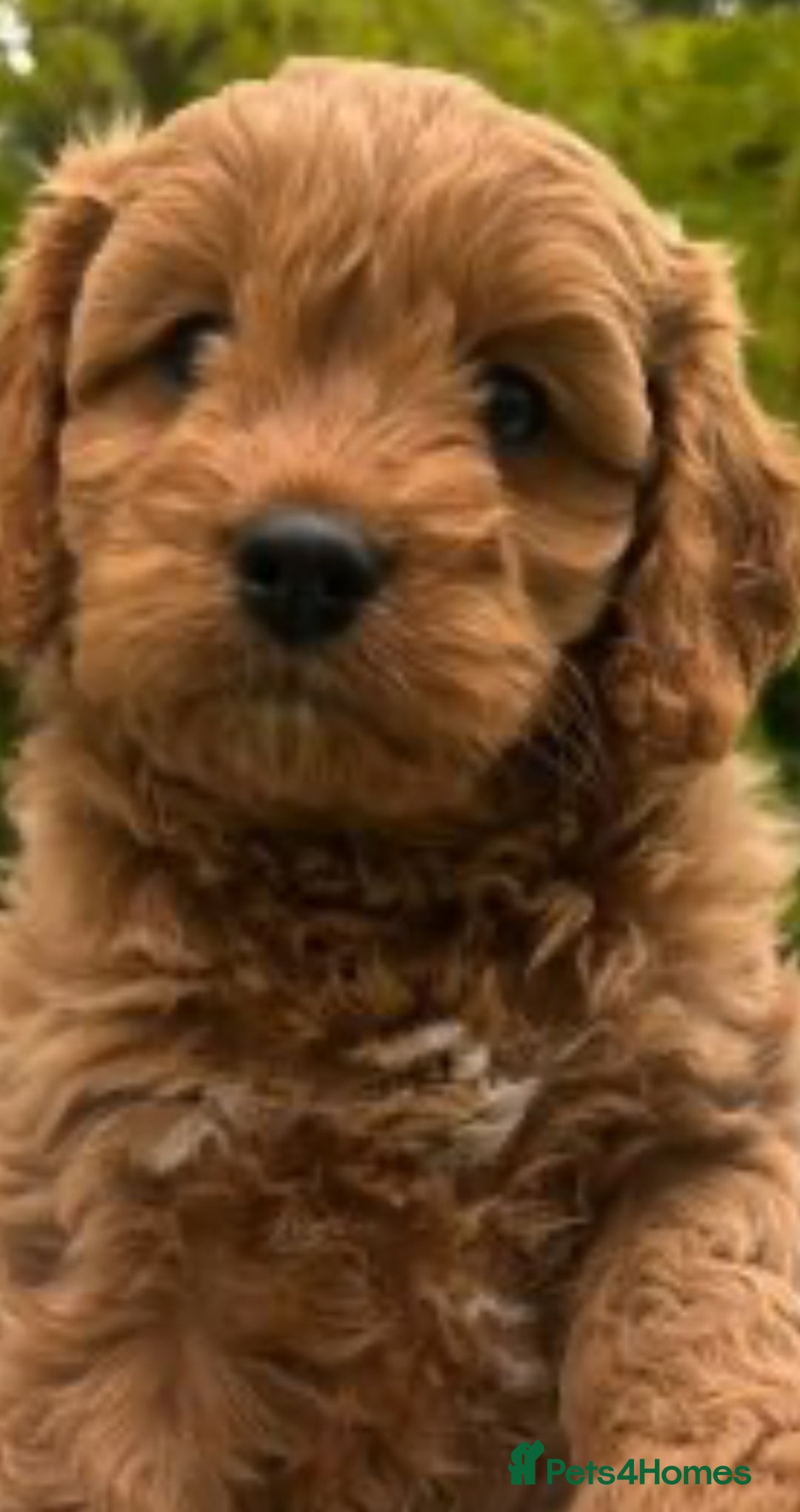 Cavapoo dogs for sale: Miniature F1 cavapoo  - Image 1