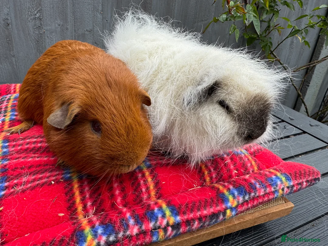 Guinea Pig rodents for sale: Beautiful boars  - Advert 1