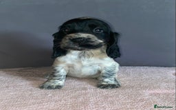 Cocker Spaniel dogs for sale: Outstanding KC Show Cockers 🐾 - Image 15
