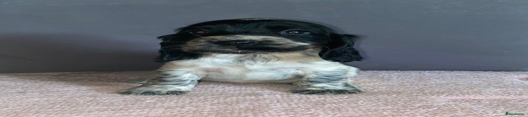Mable (blue roan)