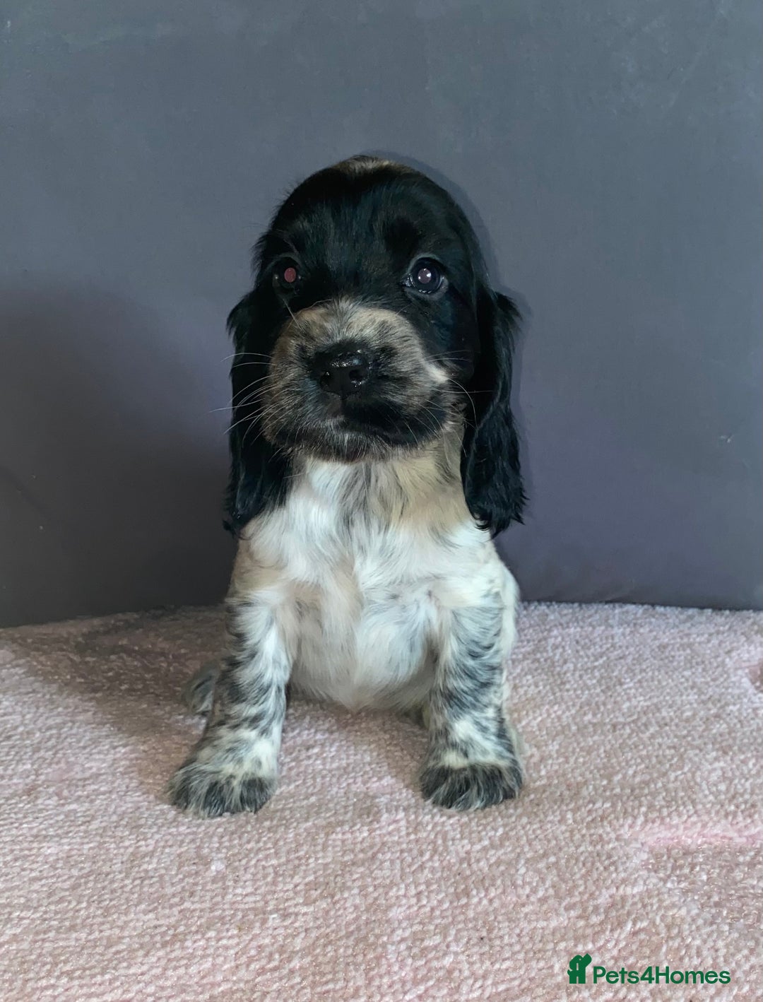 Cocker Spaniel dogs for sale: Outstanding KC Show Cockers 🐾 - Image 15
