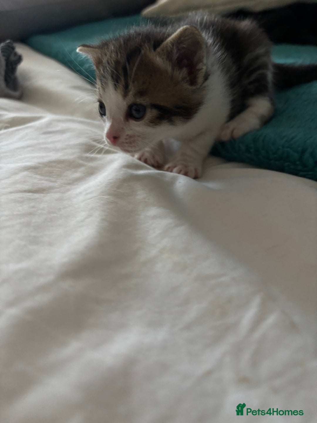 Mixed Breed cats for sale: Beautiful tabby x Ragdoll kittens for sale ! - Advert 15