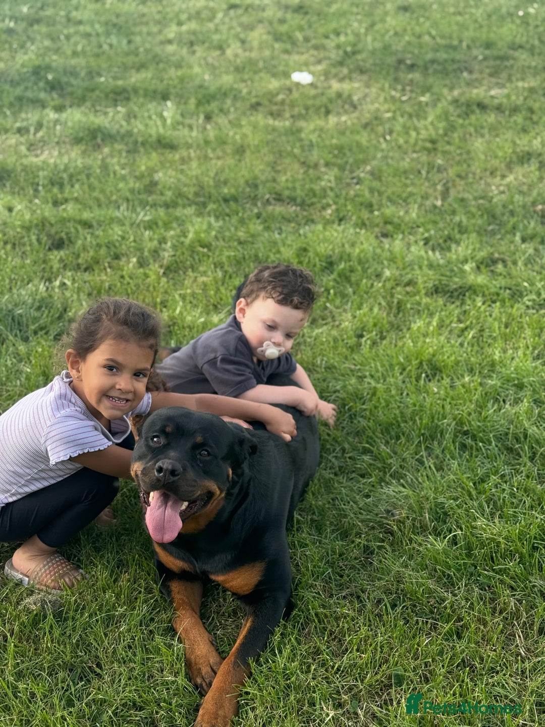 Rottweiler dogs for sale: Kia rotty - Image 2