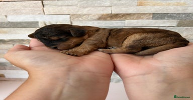Cockapoo dogs - Advert 5