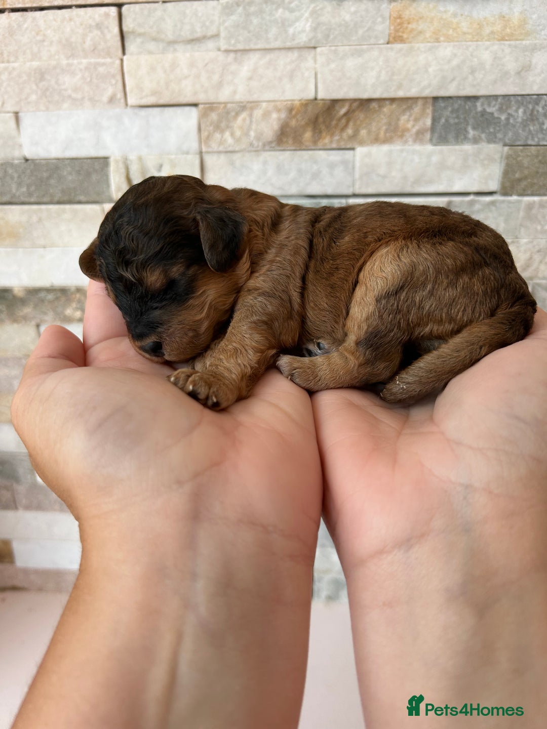 Cockapoo dogs for sale: Beautiful F1 Cockapoo Puppies  - Image 3