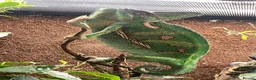 Chameleon reptiles for sale: Male Yemen Veiled Chameleon - Advert 4