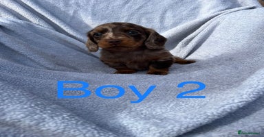 Miniature Dachshund dogs - Advert 4