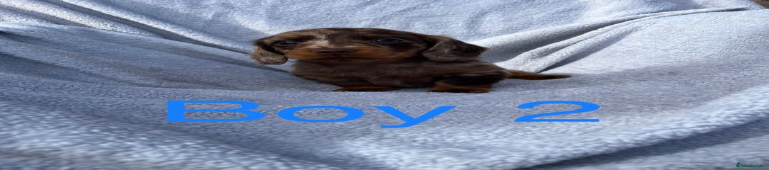 Miniature Dachshund Puppy 2