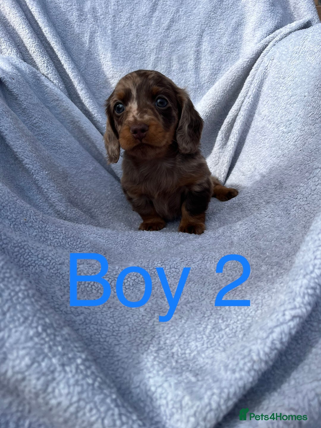 Miniature Dachshund dogs for sale: 1 BOY LEFT LONG HAIRED MINIATURE DASCHUND  - Image 4