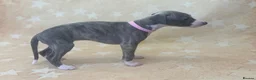 Whippet dogs for sale: Top quality KC registered Whippet pups - Advert 3