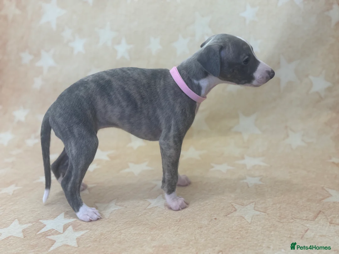 Whippet dogs for sale: Top quality KC registered Whippet pups - Advert 3