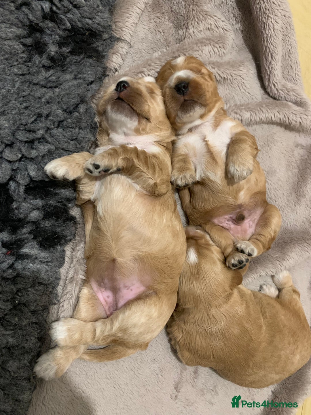 Cocker Spaniel dogs for sale: KC Registered Quality Show Type Cocker Puppies   - Image 2