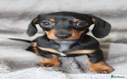 Dachshund dogs for sale: DACHSHUNDS READY NOW - Image 18