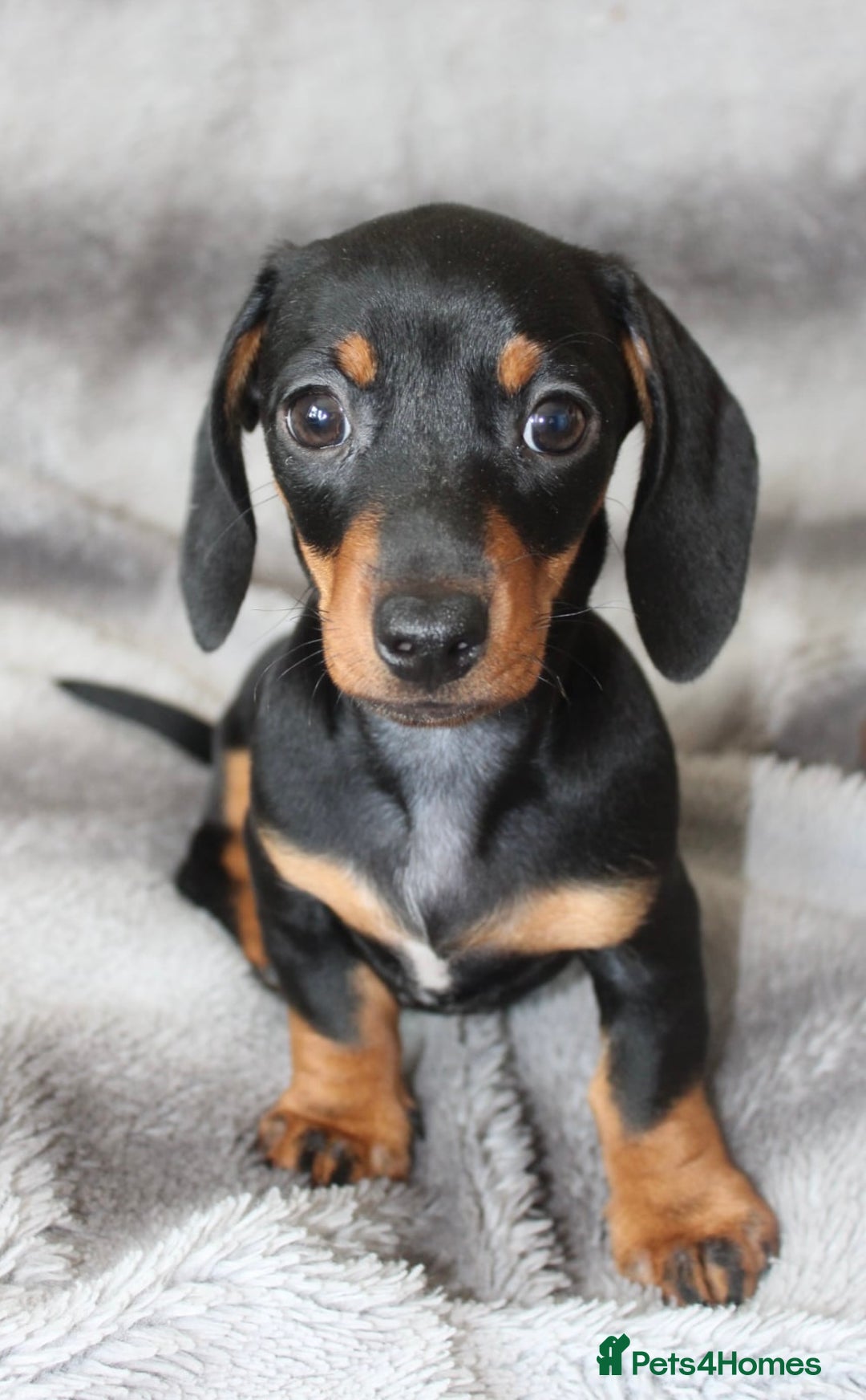 Dachshund dogs for sale: DACHSHUNDS READY NOW - Image 18