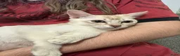 Burmilla cats for sale: GCCF reg pedigree kittens - Advert 6